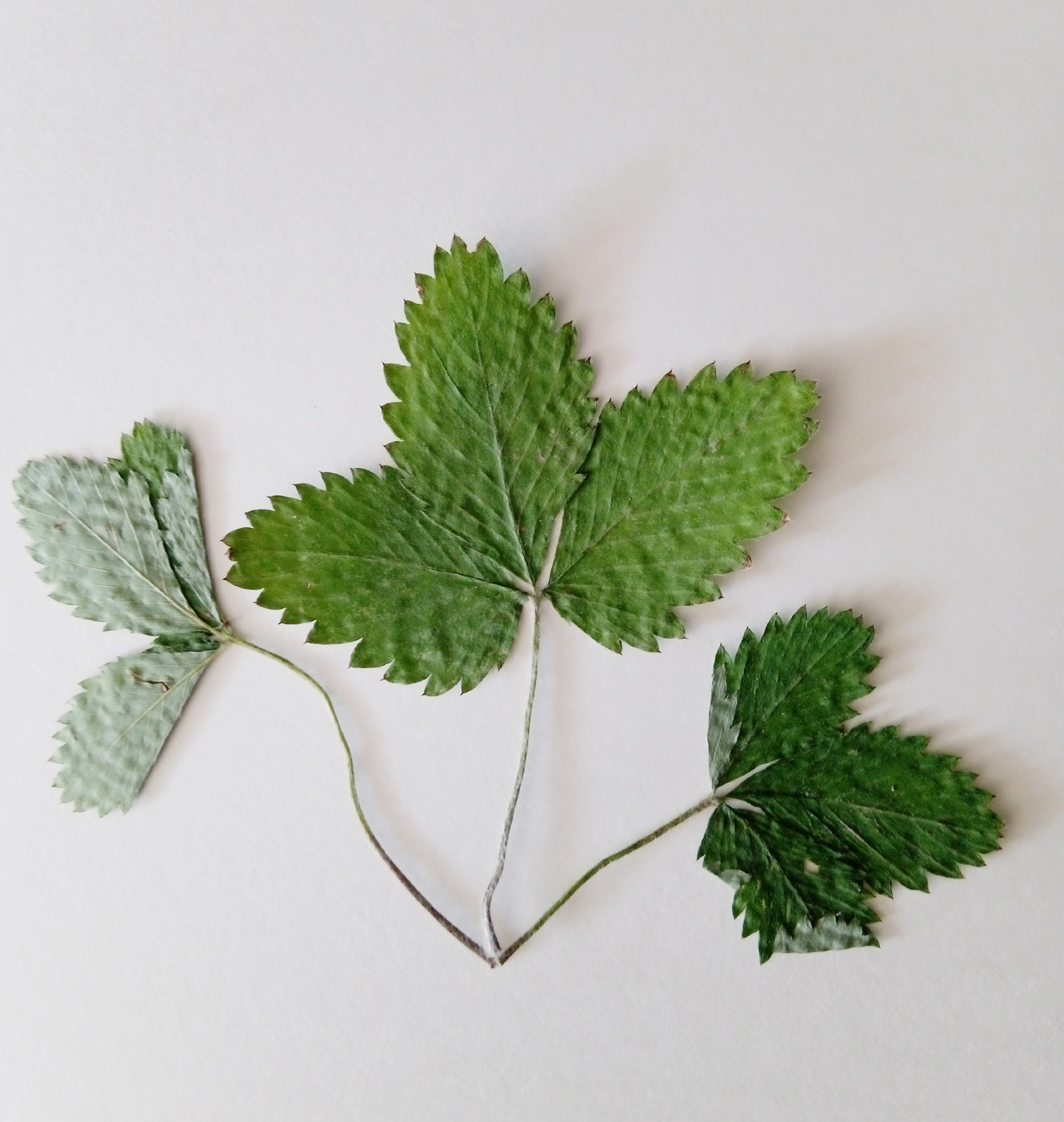fragaria vescia o fragola di bosco
